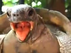 A legal-age adolescent wearing black underwear is groped by a dog in a zoo sex scene.